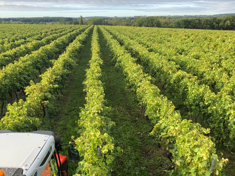 Vendanges 2019