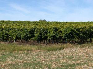 vignes-cognac-legier-8744