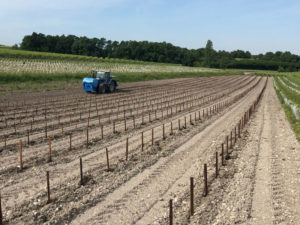 Vine plantation 2020