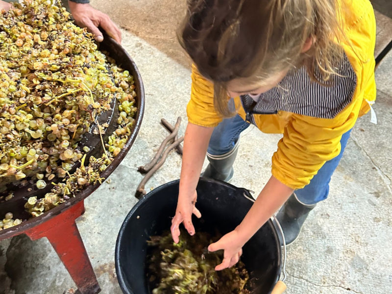 Vendanges Gabi