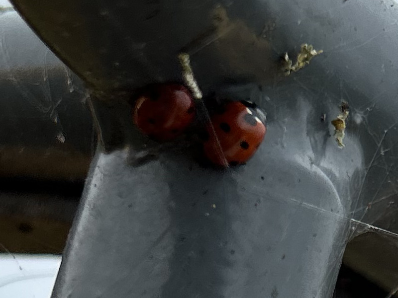 Vendanges coccinelles