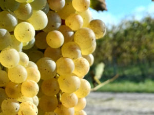 Vendanges 2024
