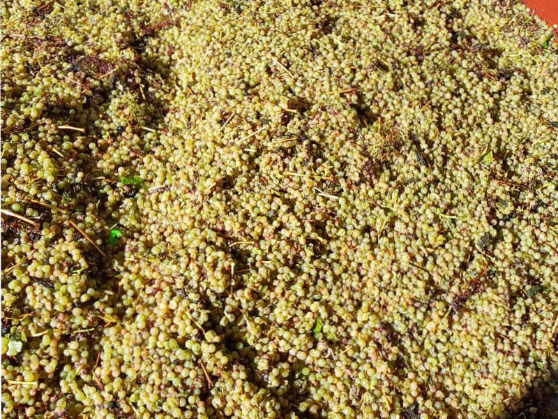Vendanges raisins