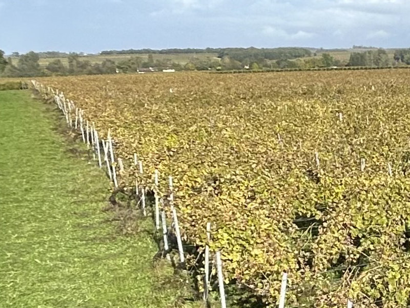 Vendanges vignoble